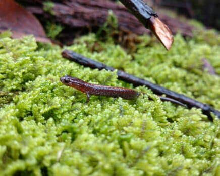 salamander